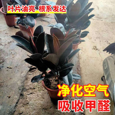 黑金刚橡皮树盆栽花叶净化空气室内客厅办公室防辐射四季造型绿植