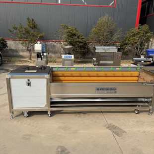 冰糖橙毛輥清洗機 全自動滾刷洗果機 全自動水果毛發去雜清洗機