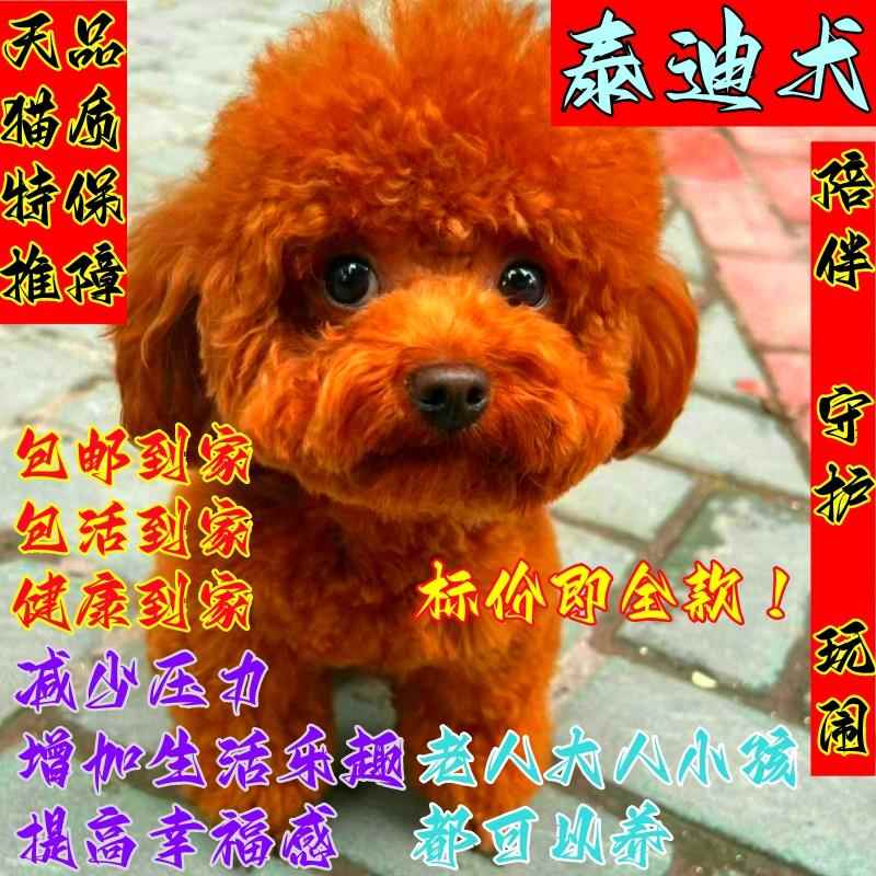 泰迪狗活物家养宠物狗纯种泰迪犬小型长不大茶杯犬幼犬贵宾犬便宜