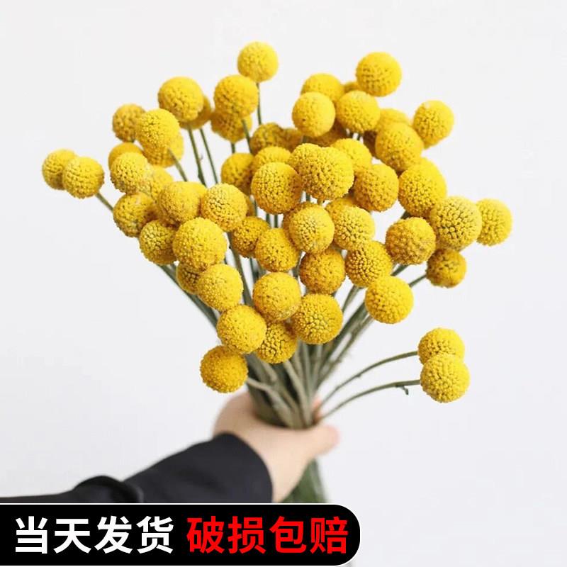 黄金球干燥花花束干燥花永生花diy花材高级感真花天然植物装饰端