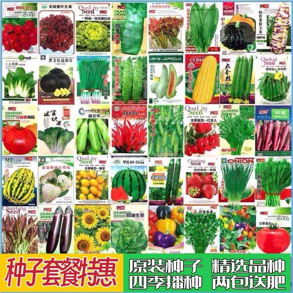菜种蔬菜籽种瓜果种子籽孑香菜小户外/庭院摆件