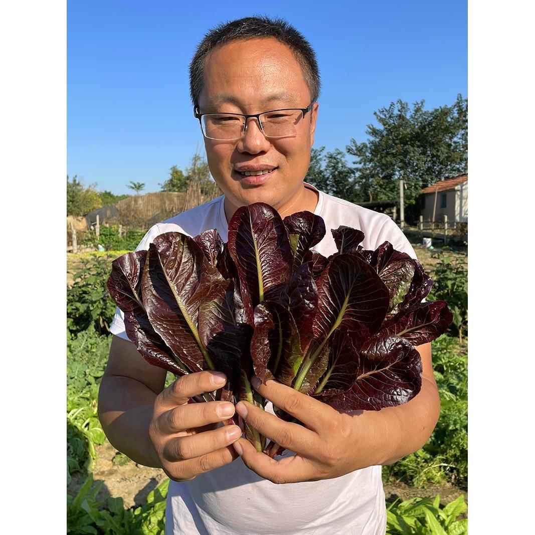 紫罗马生菜种子 生菜籽 阳台四季种 种易 红叶紫叶奶油生菜种子