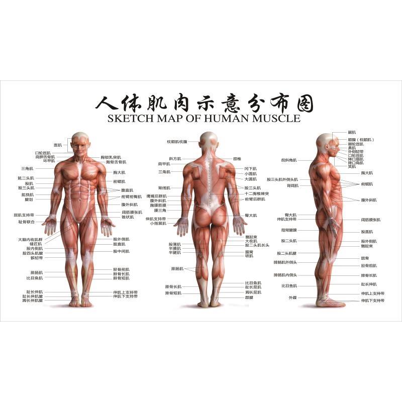 医院诊所人体肌肉分布示意图人体骨骼结构图海报宣传贴画人体图