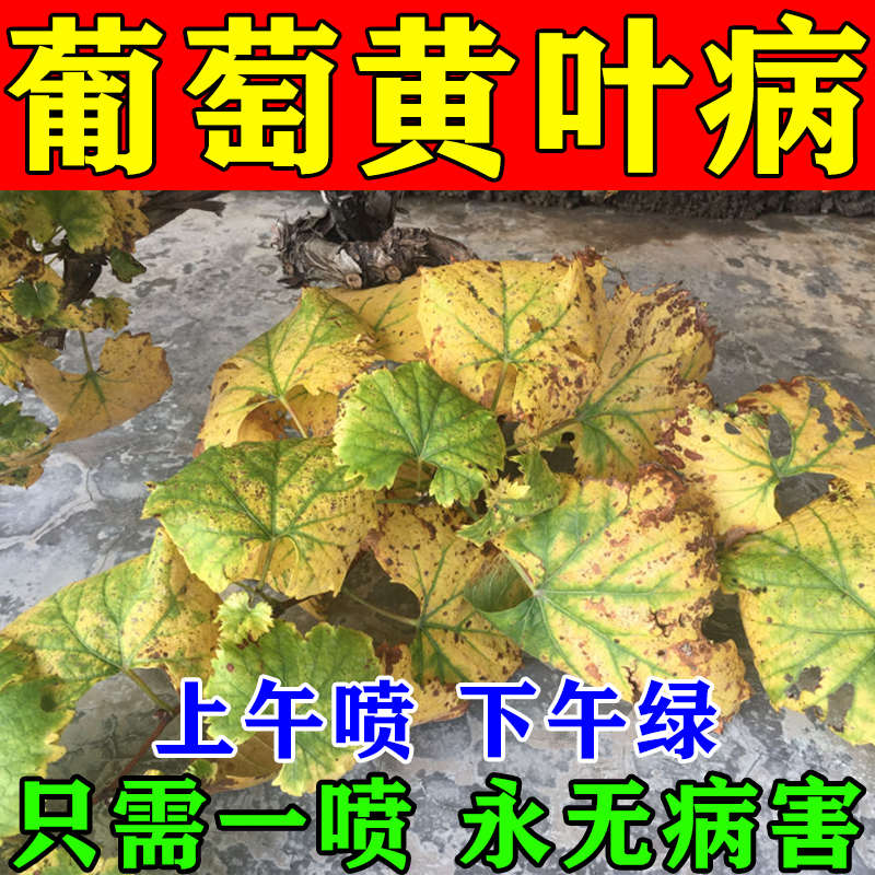 葡萄树专用药病全治黄叶病防治炭疽黑斑杀菌剂巨峰阳光玫瑰病菌清