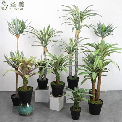 仿龙舌盆栽白边龙舌真兰兰皮兰家SM-LSL居装饰落地剑麻剑兰盆景摆