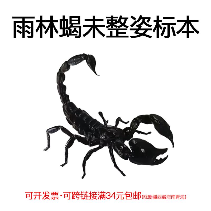 真昆虫标本未整姿雨林蝎标本湿原虫造景制作手工DIY材料10cm以上