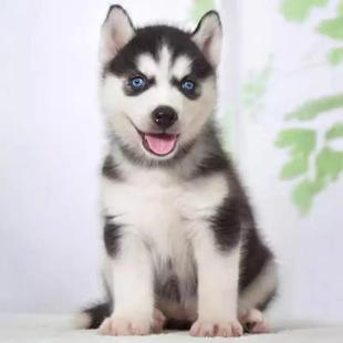 纯种哈士奇幼犬蓝眼二哈西伯利亚雪橇犬中型犬阿拉斯加宠物狗活体