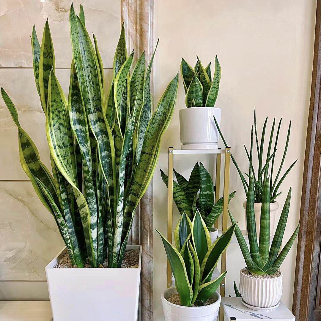 大型金边虎皮兰盆栽金钱树大绿植耐干绿植室内好养净化空气真植物