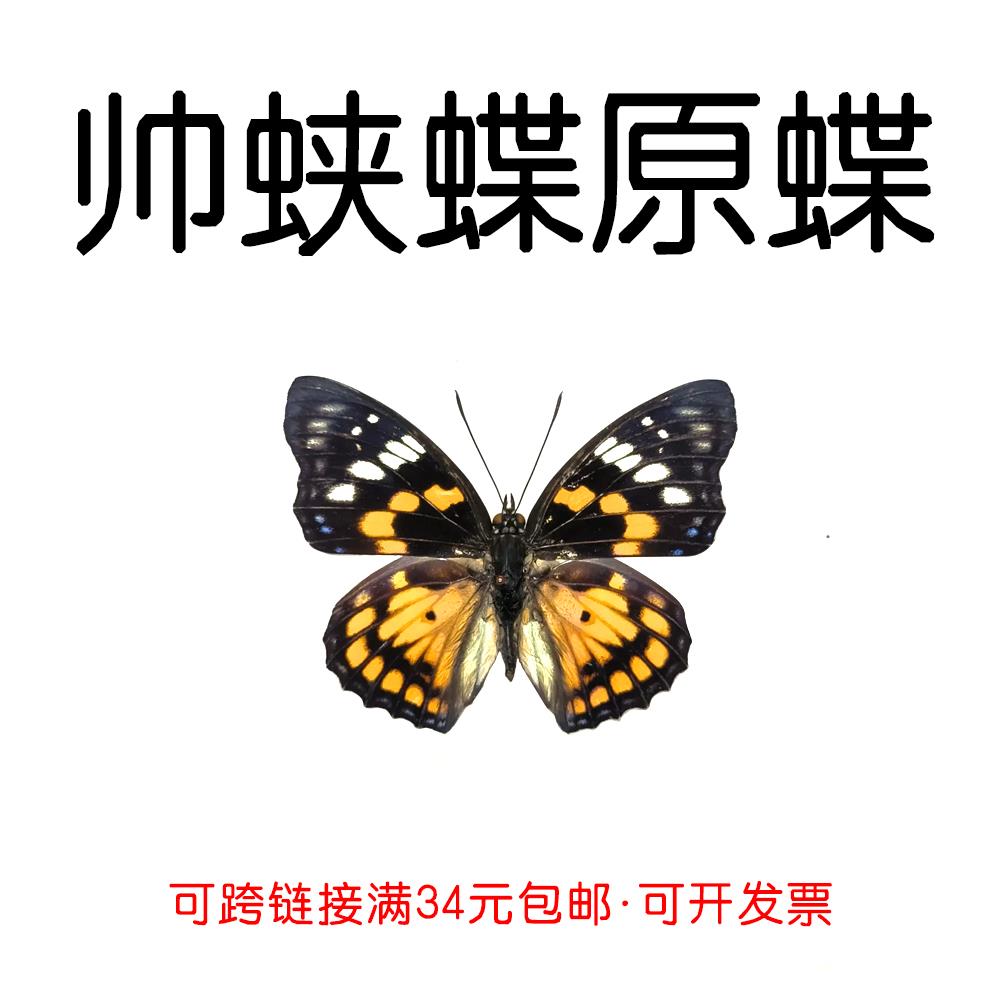真蝴蝶原蝶帅蛱蝶未展翅蝴蝶标本制作diy研学手工材料A1/A-品质