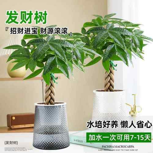 发财树绿植小盆栽花卉盆景办公室内客厅四季常青好养易活水培植物