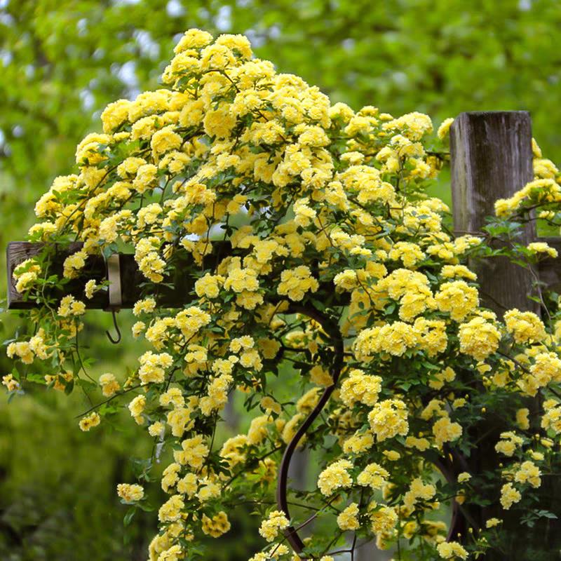 正宗重瓣黄木香花苗爬藤植物庭院别墅花卉多花红蔷薇藤本浓香四季