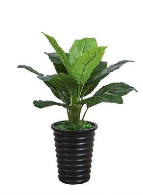 北欧ins风装饰仿真植物万年青绿宝石绿植盆栽大型仿真树装饰摆件
