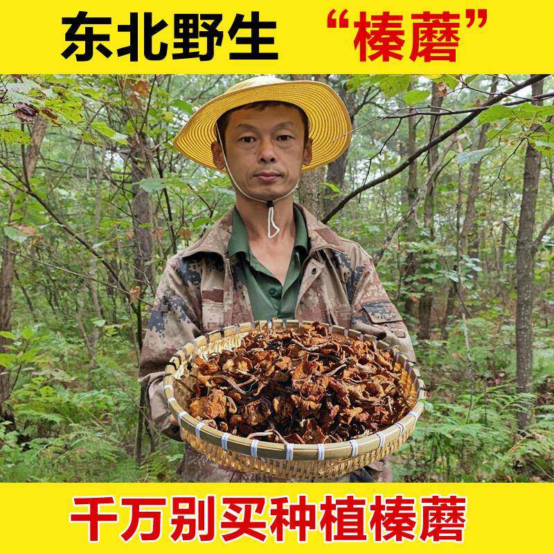 东北野生榛蘑干货小鸡炖蘑菇黑龙江蘑菇干榛蘑纯野生榛菇野生菌菇