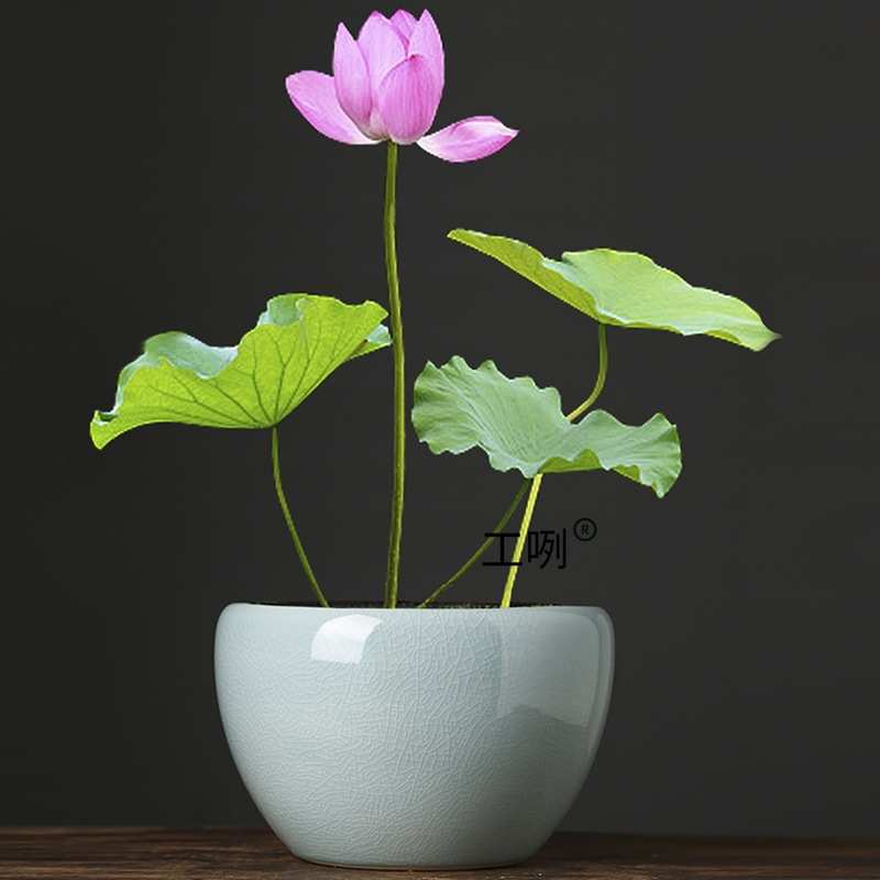 土盆睡莲水培培植花盆莲荷莲铜钱一叶陶瓷大号物器皿缸草 碗专用