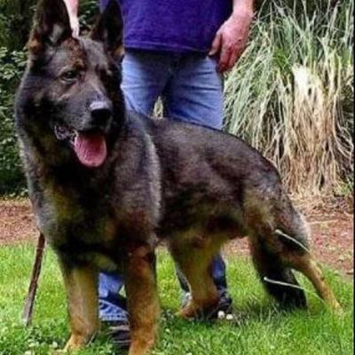 昆明犬幼犬精品中华田园犬狼青护卫犬活物农村看家护院不咬家禽狗