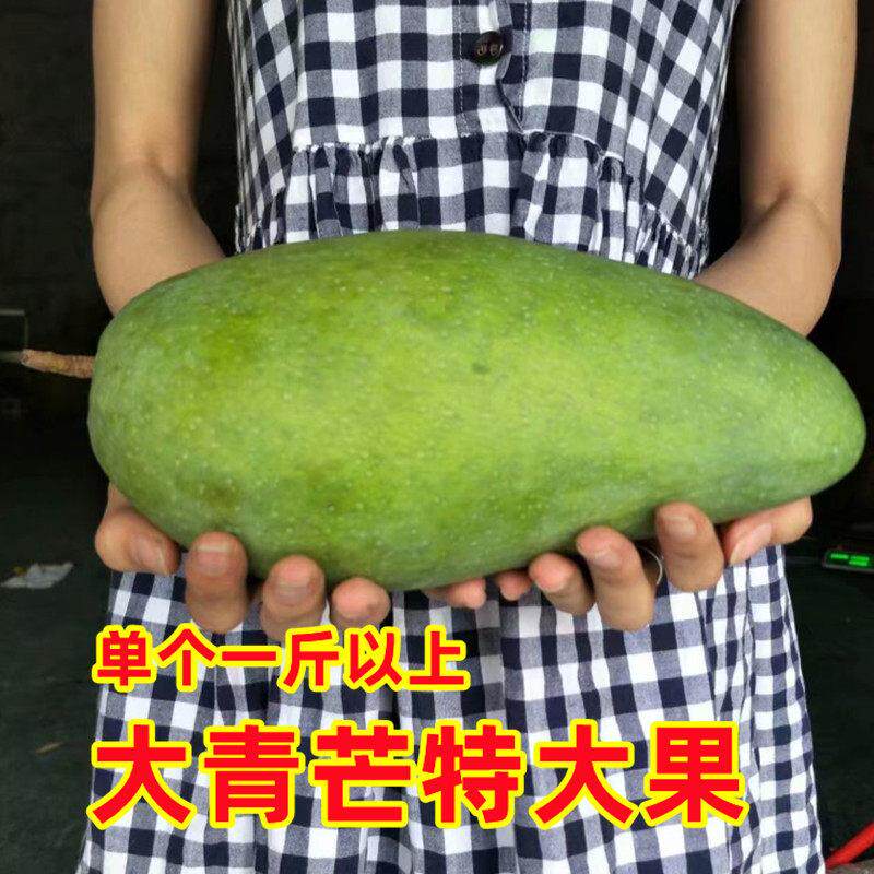 新鲜大青芒金煌芒10斤整箱青皮大青芒广芒果特大果甜包邮