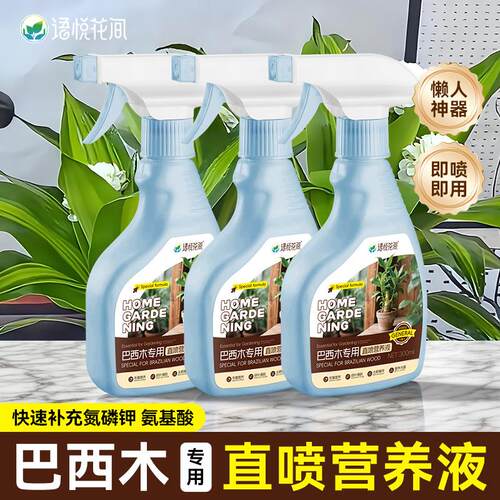 巴西木种植小盆栽桌面盆栽绿植营养液绿植小盆栽水培营养液艾尚棵