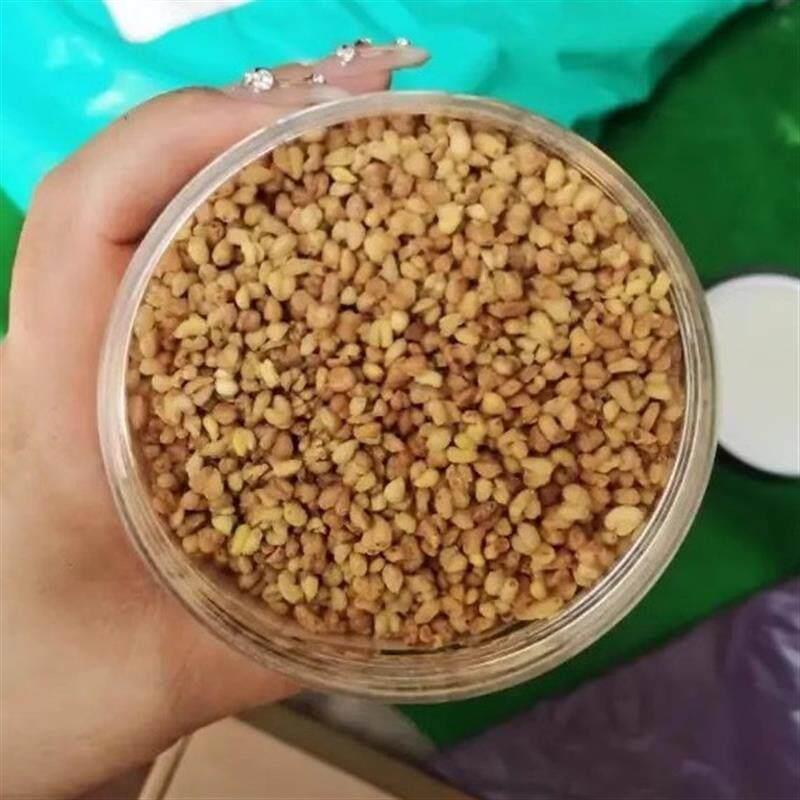 新黄苦荞茶正宗苦荞桥小麦茶四川大凉山新到货浓香苦荞精选
