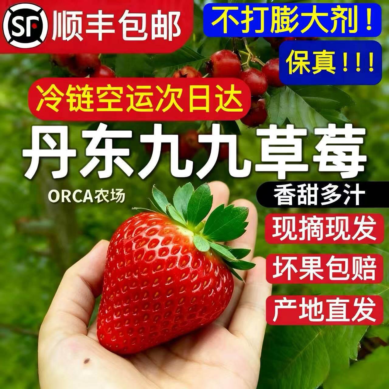 丹东九九草莓新鲜香甜多汁空运坏果包赔检测报告无膨大剂农药
