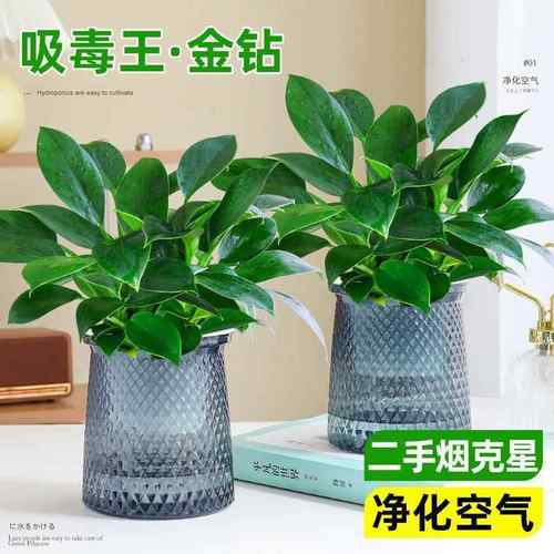 金钻绿公主盆栽绿植室内水培花卉植物四季绿萝好养净化空气吸甲醛