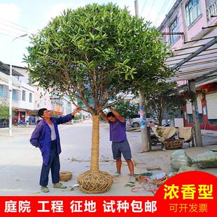 桂花树大树金桂丹桂四季状元红朱砂庭院盆栽绿化征地桂花树浓香型