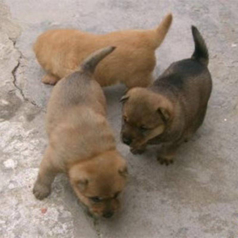 中华土狗桃檐中型犬家养