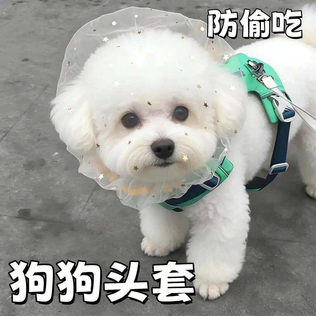 【下单立减50】狗狗防误食头纱外出嘴套狗头套面罩防吃网套面纱