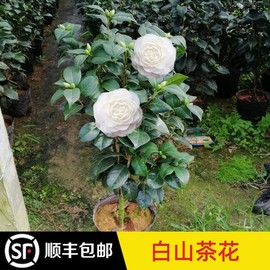 永福花乡园艺 白色山茶花 白山茶花 白色茶花 山茶花盆栽茶花树苗