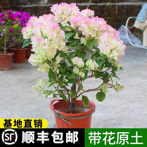 新疆包邮三角梅带花盆栽绿樱爬藤重瓣老桩四季开大苗红樱安格斯花