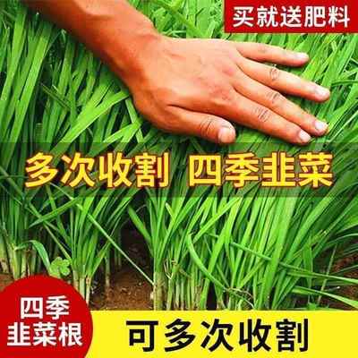 四季韭菜根苗细叶宽叶农家土韭菜紫根香韭菜苗庭院阳台栽种包成活