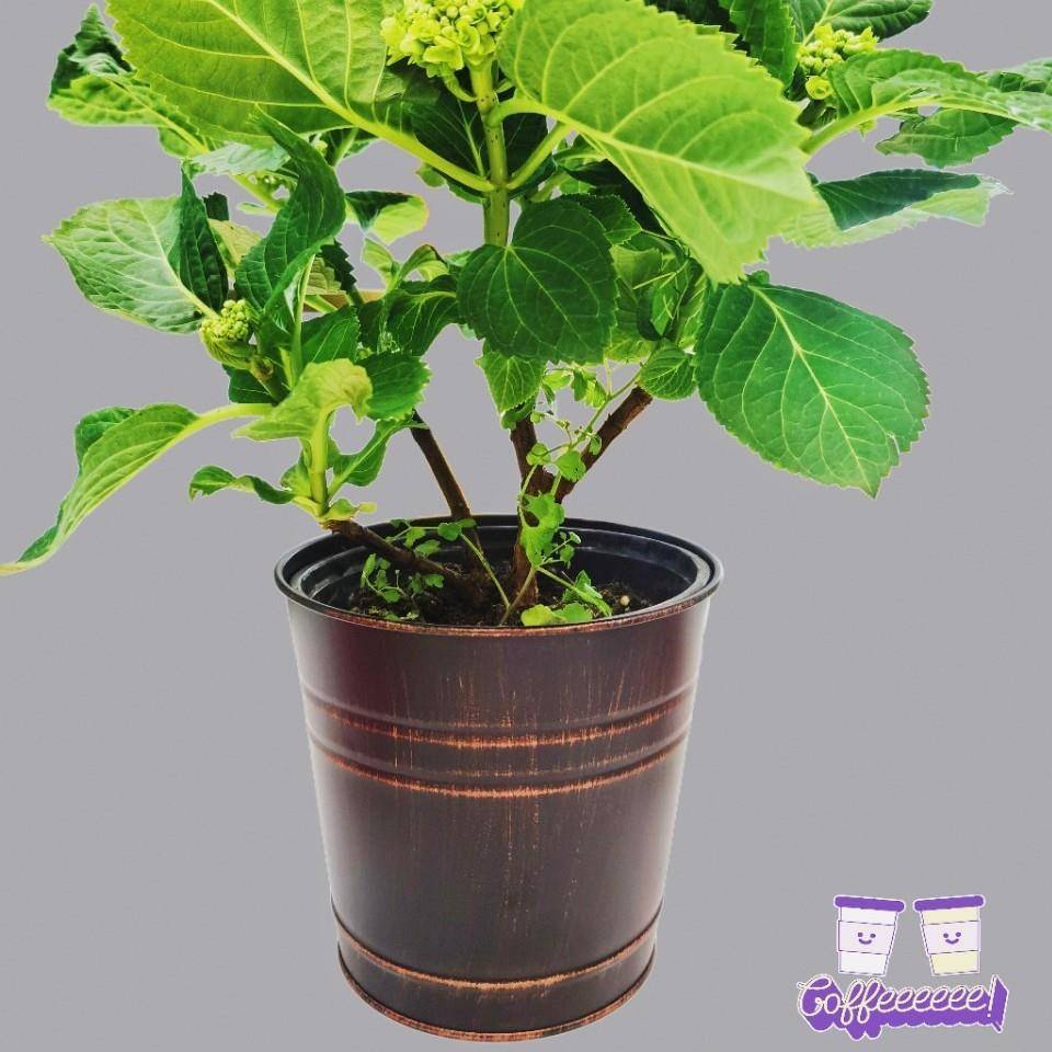 新款直销源头工厂直接生产铁艺洒水壶园艺家用花洒喷水壶铁皮插花