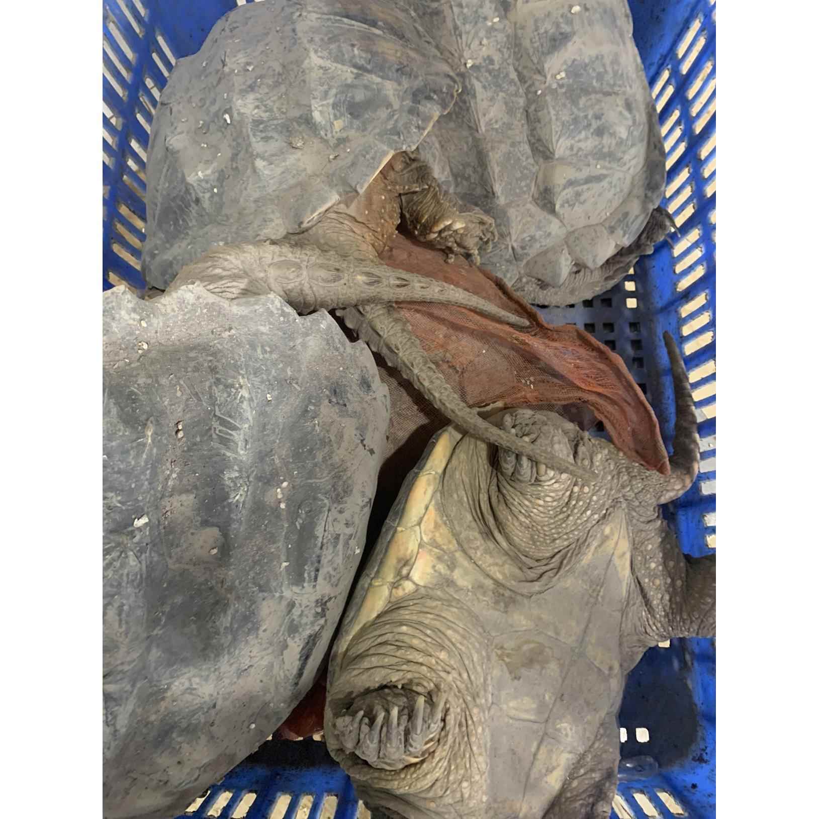 鳄鱼龟活物大鳄龟北美鳄鱼龟活体小鳄龟食用肉多美味足斤鲜活鳄龟