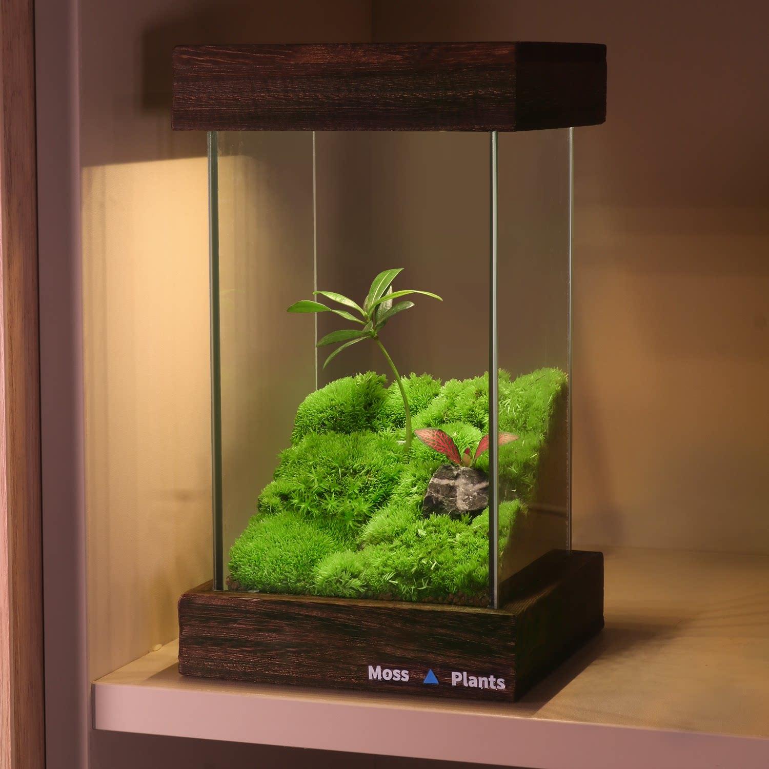 苔藓微景观生态雨林缸桌面宿舍摆件盆栽植物办公室diy生态瓶礼物