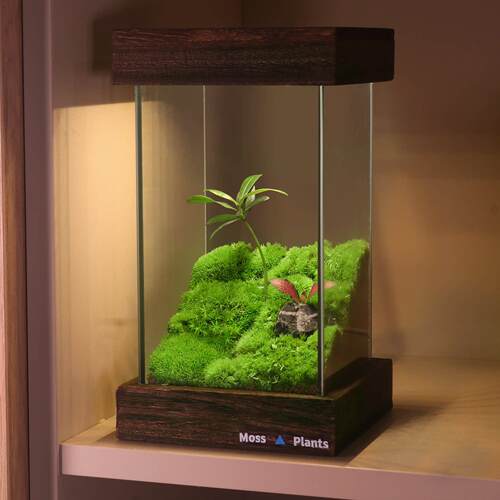 苔藓微景观生态雨林缸桌面宿舍摆件盆栽植物办公室diy生态瓶礼物