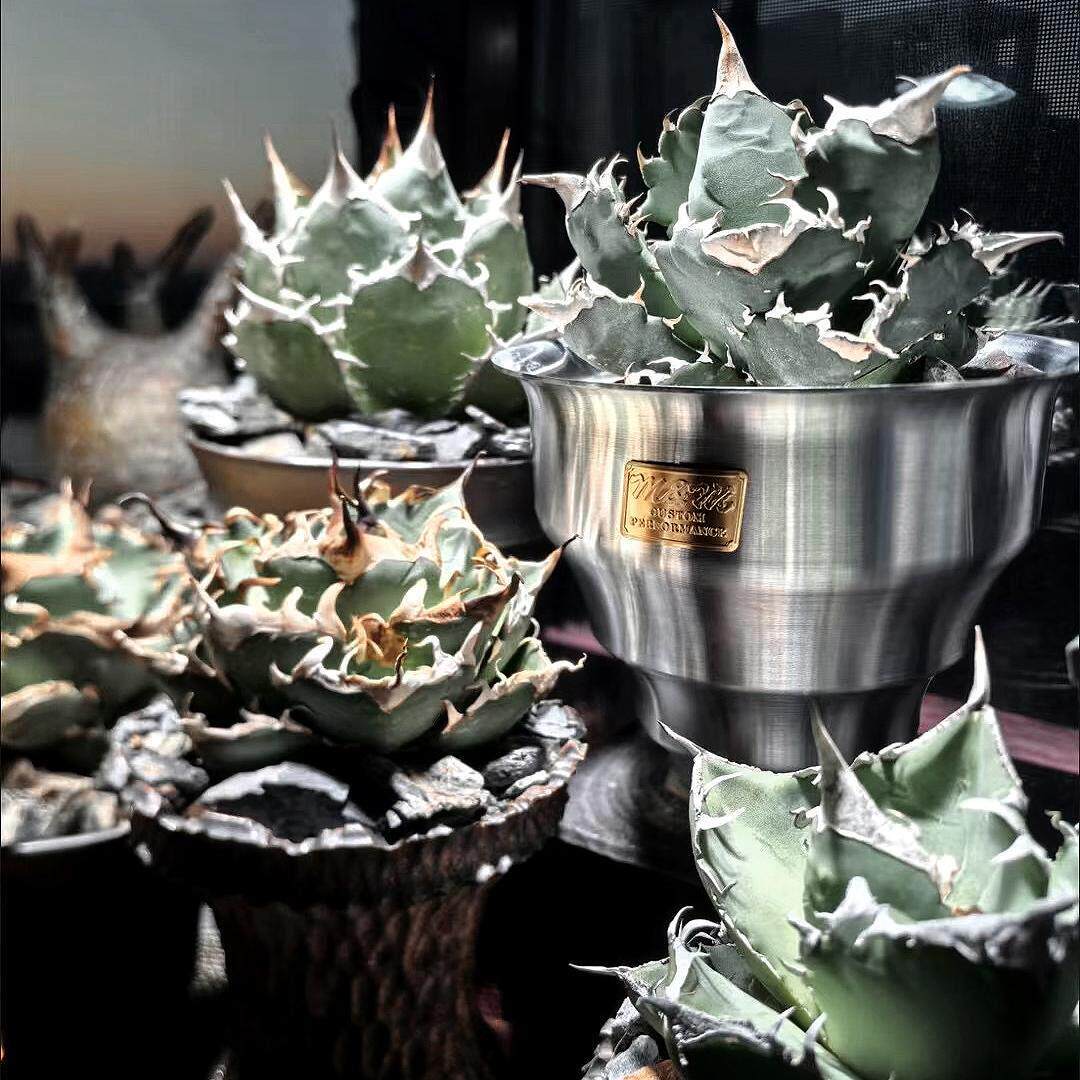 Masses金属花盆铝盆木村拓哉type4/5新品上线龙舌兰块根植物花盆