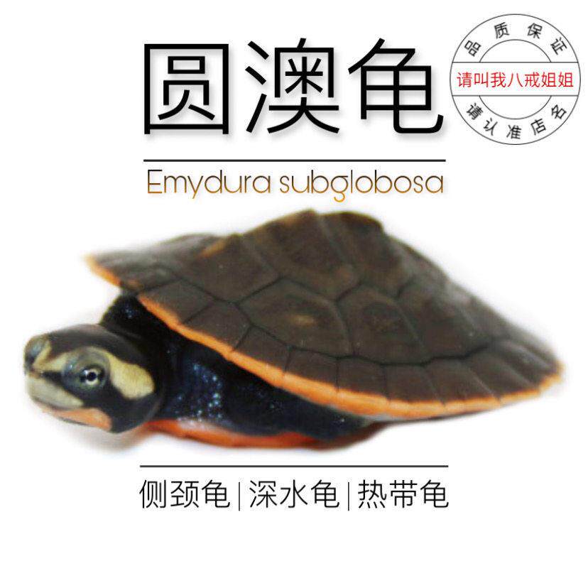 八戒姐姐乌龟活物深水龟圆奥龟蛋龟热带侧颈龟圆澳龟观赏龟宠物龟 - 实物图