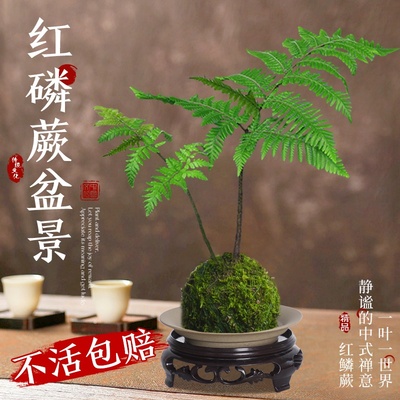 红磷蕨苔藓球水培一叶蕨类植物盆栽室内中式禅意盆景老桩观叶绿植