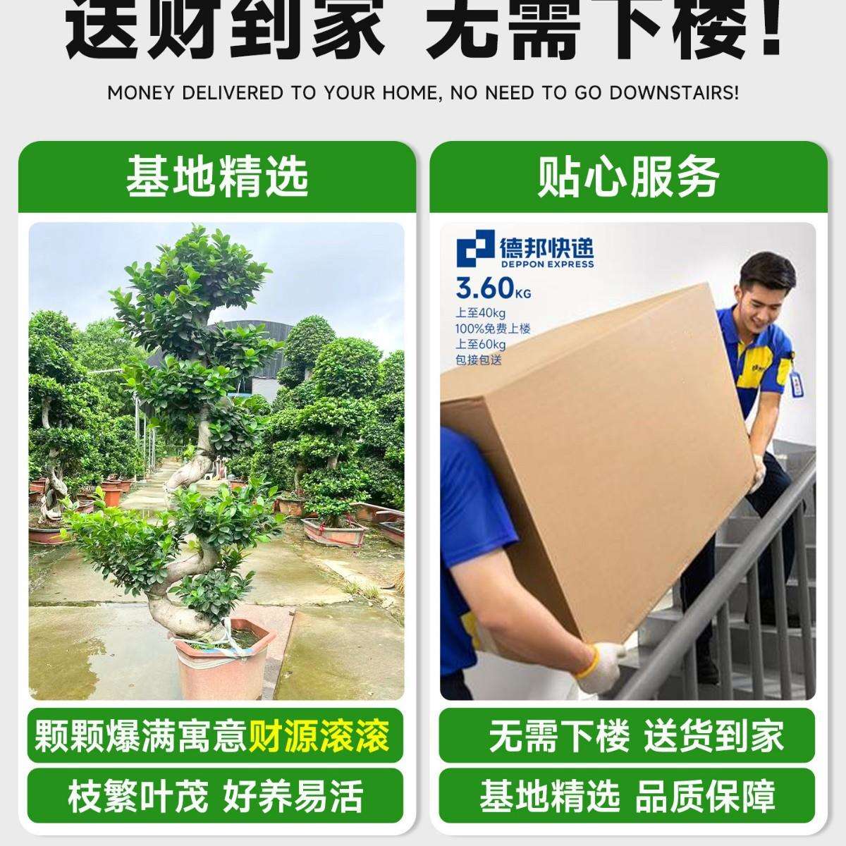 金钱榕大盆栽室内大型盆景招财金钱树客厅办公室摇钱树发财树四季