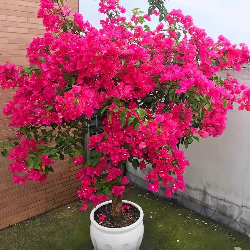 同安红三角梅老桩盆栽带花爬藤植物重瓣四季花阳台耐热好养活绿樱