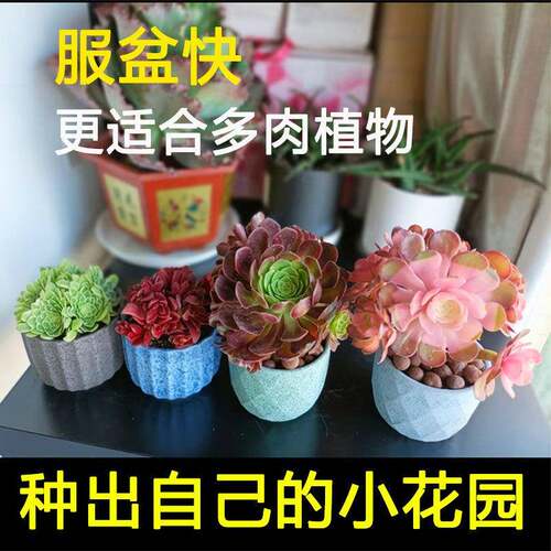 小老桩多花肉盆陶土盆创意缺口家用肉缺口老桩植物陶瓷专用厂家肉
