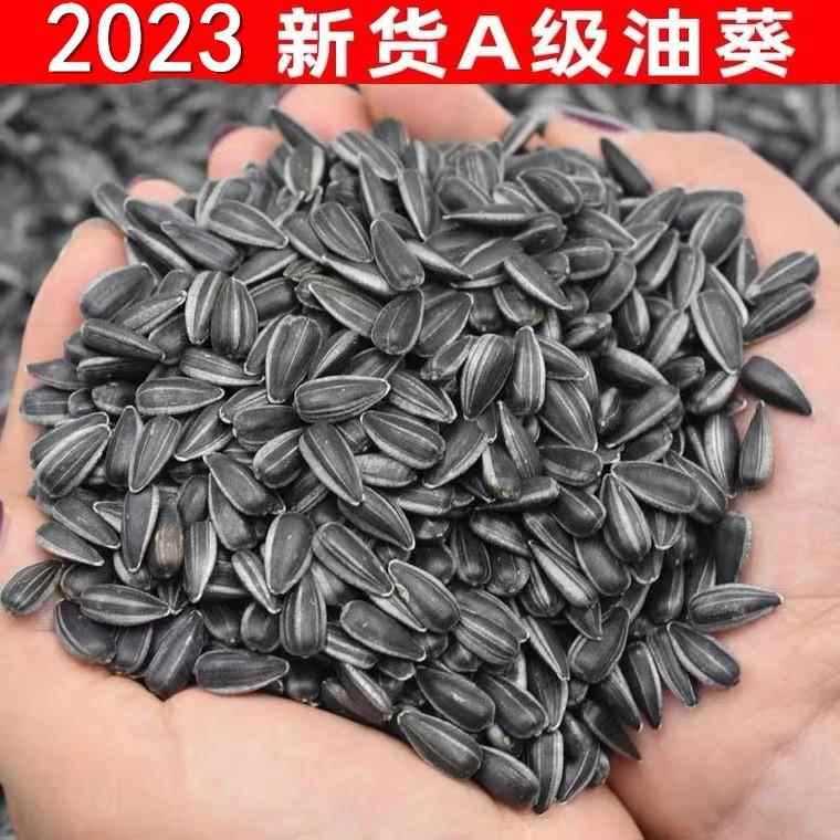 油葵珍珠500g新货饱满小油葵花籽2斤现炒熟毛磕原味奶香椒盐