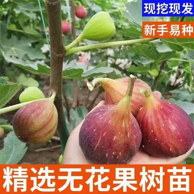特大无花果树苗盆栽矮化无花果苗四季种植当年结果南北方阳台庭院