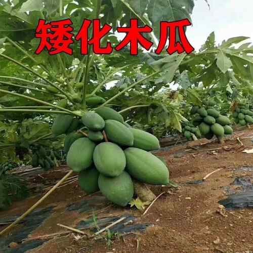 矮生型木瓜种子水果红肉木瓜种子早熟台湾红妃牛奶大青木瓜种籽