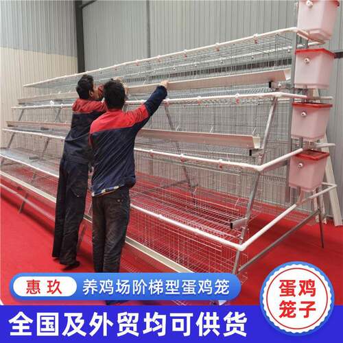 阶梯多层鸡笼外贸出口 家禽养殖自动化阶梯式自动滚动蛋养鸡设备
