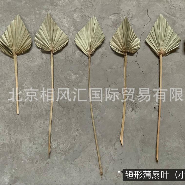 【锤形蒲扇叶(小号)】进口干花干叶蒲扇叶棕榈叶家居装饰摆设