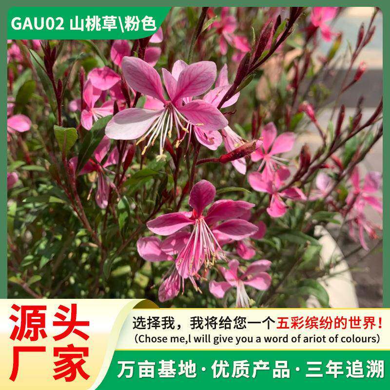 红花山桃草 千鸟花营养杯苗 多年生地被草花 庭院公园绿化