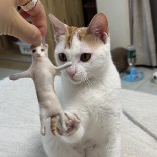 猫猫老鼠干创意可爱宠物乳鼠干趣味含骨架挂件来图定制毛绒钥匙扣