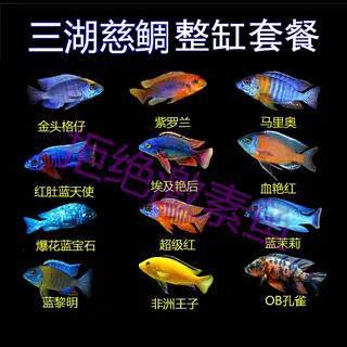 三湖慈鲷鱼大尺寸发色马鲷精品套餐热带淡水观赏鱼活体新手练手鱼