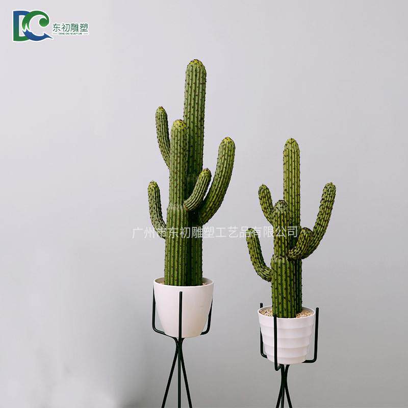 植仙人球多肉物组合仙人掌植盆栽DC-FZDR-办公室桌肉面水培肉物盆
