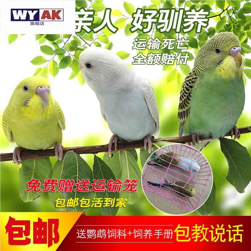 鹦鹉活鸟一公一母虎皮虎皮玄凤会说话手养宠物鸟幼鸟繁殖鸟图片